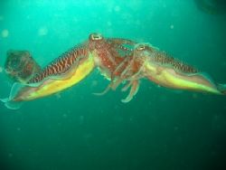 Yikes!! 2 cuttlefish sizing each other up in foreplay whi... by Reeza Mohd Rosli 